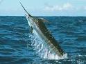 fishing in jamaica, private fishing charters