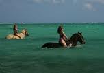 horseback ride beach swim horse falmouth jamaica tours