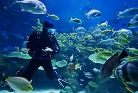 Montego bay ScubaDiving Excursion