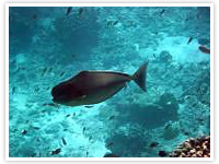 jamaica cruise